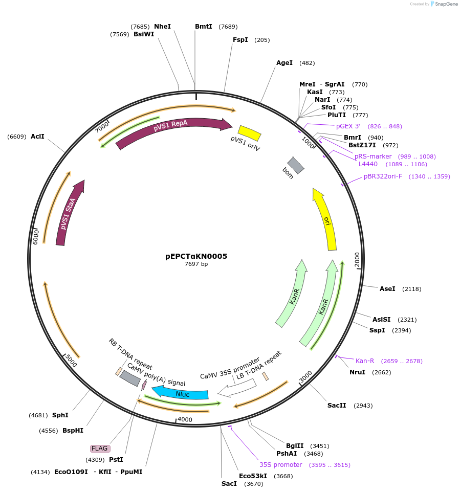 187569-plasmid-map-sequence-id-367809
