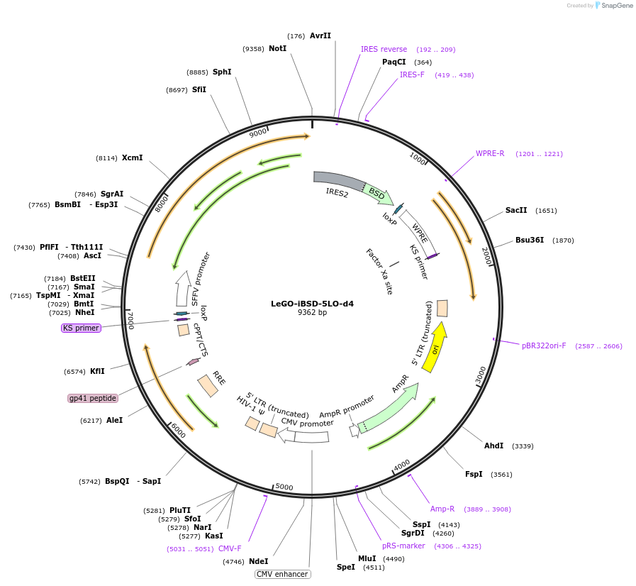 182743-plasmid-map-sequence-id-367810