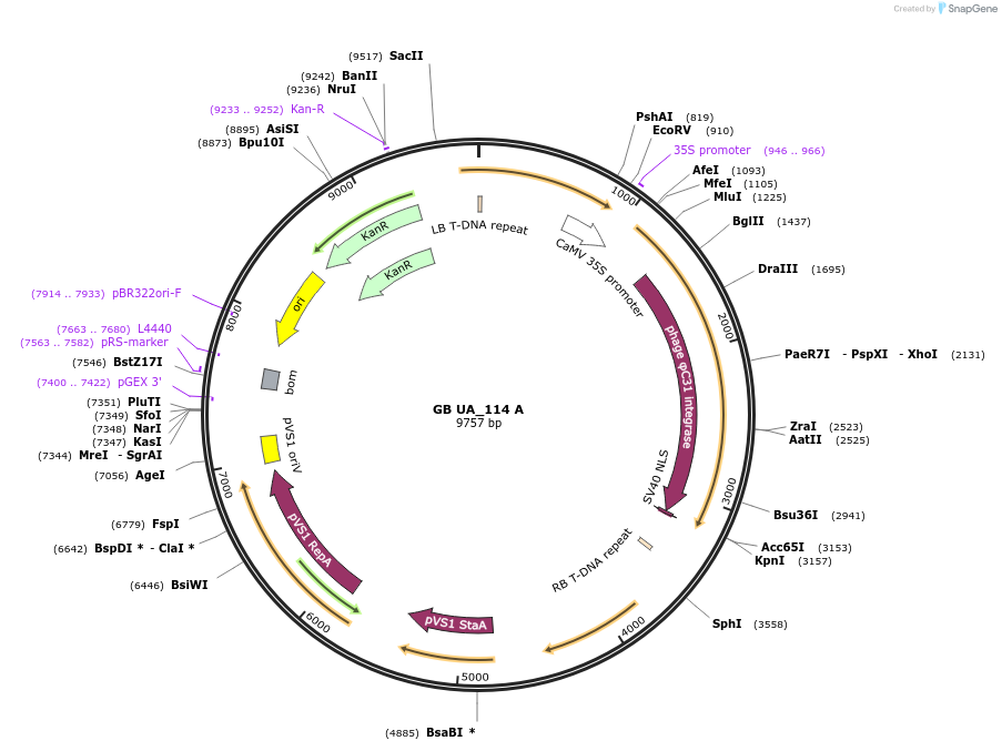 187570-plasmid-map-sequence-id-367811