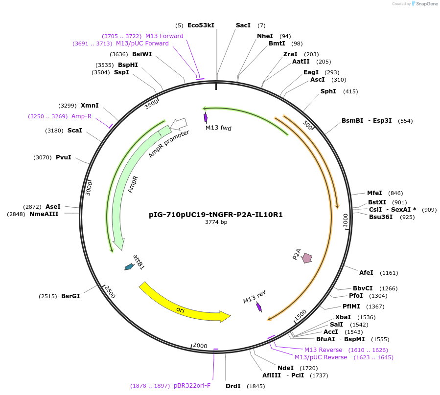 186108-plasmid-map-sequence-id-367813
