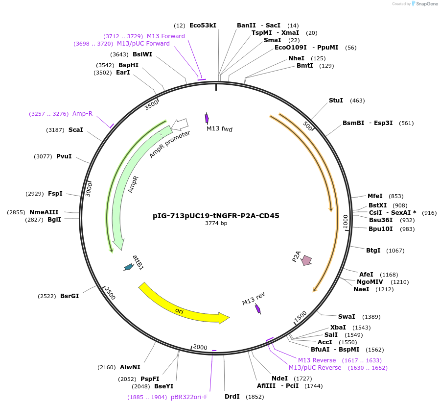 186109-plasmid-map-sequence-id-367814