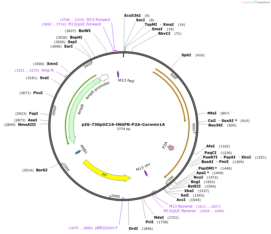 186110-plasmid-map-sequence-id-367816