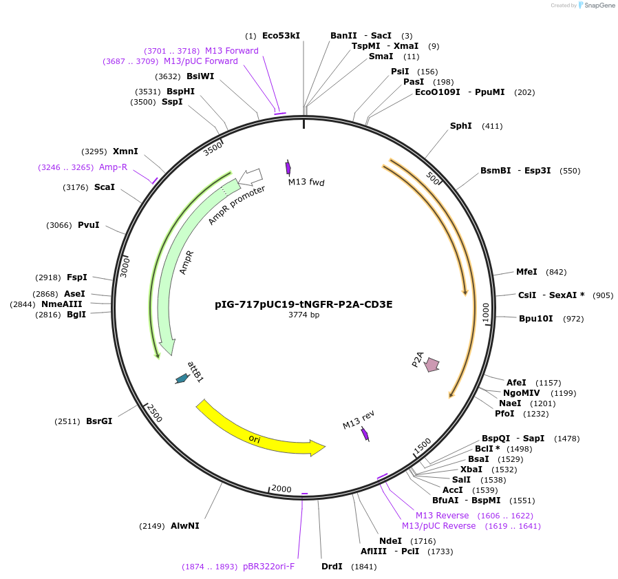 186111-plasmid-map-sequence-id-367817