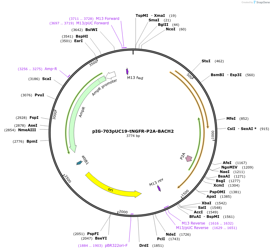 186112-plasmid-map-sequence-id-367819