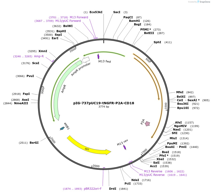 186113-plasmid-map-sequence-id-367820