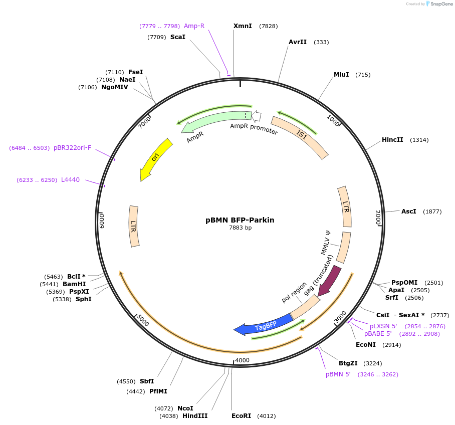 186221-plasmid-map-sequence-id-367821