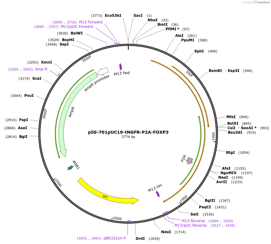 186114-plasmid-map-sequence-id-367822