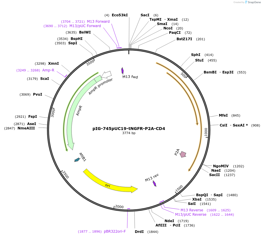 186115-plasmid-map-sequence-id-367823