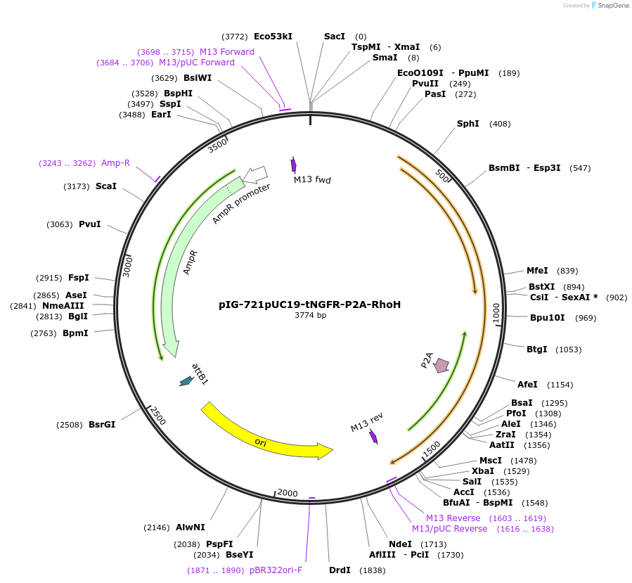 186116-plasmid-map-sequence-id-367825
