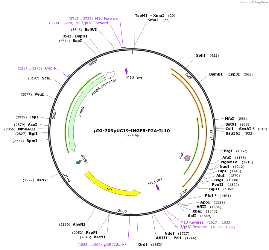 186117-plasmid-map-sequence-id-367826