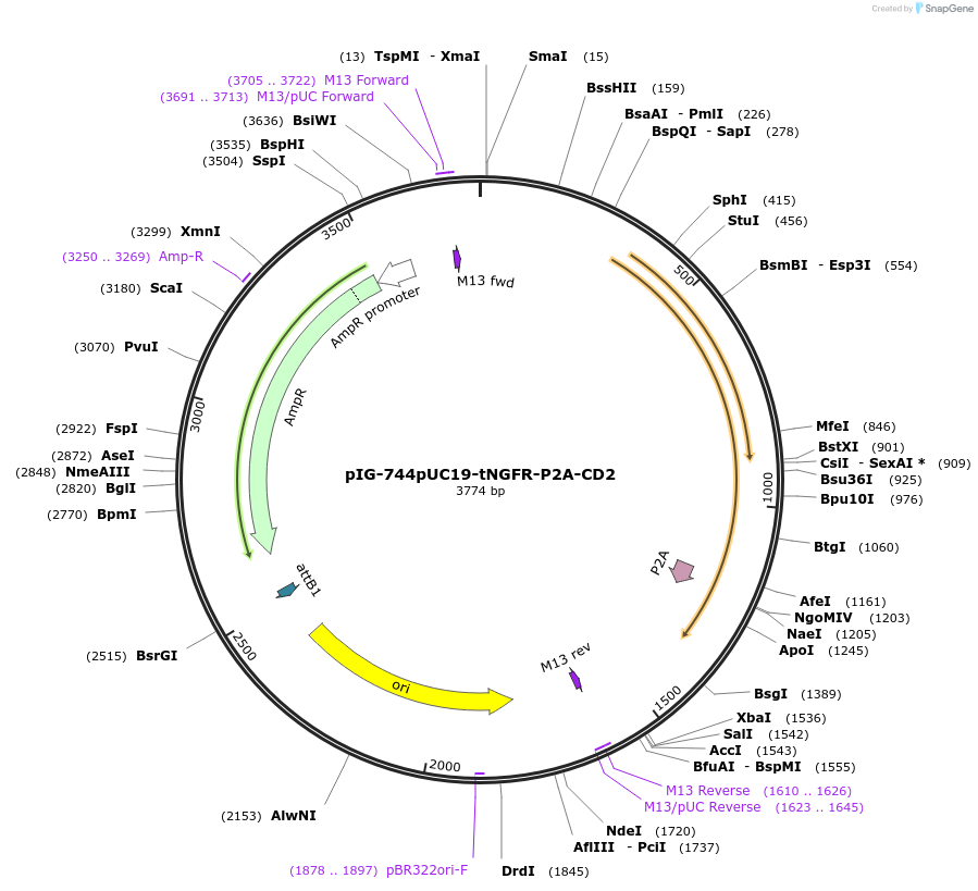 186118-plasmid-map-sequence-id-367827