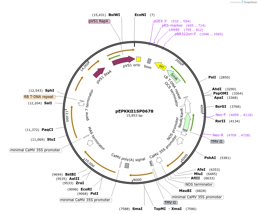 187605-plasmid-map-sequence-id-367829