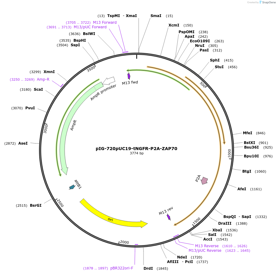 186120-plasmid-map-sequence-id-367830