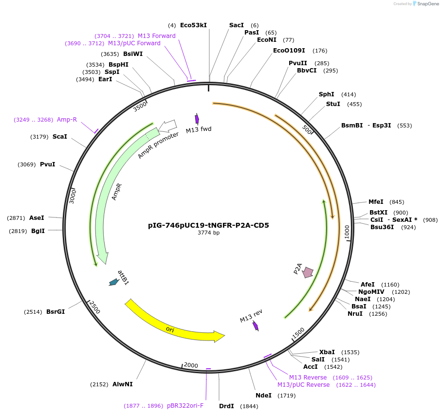 186121-plasmid-map-sequence-id-367831