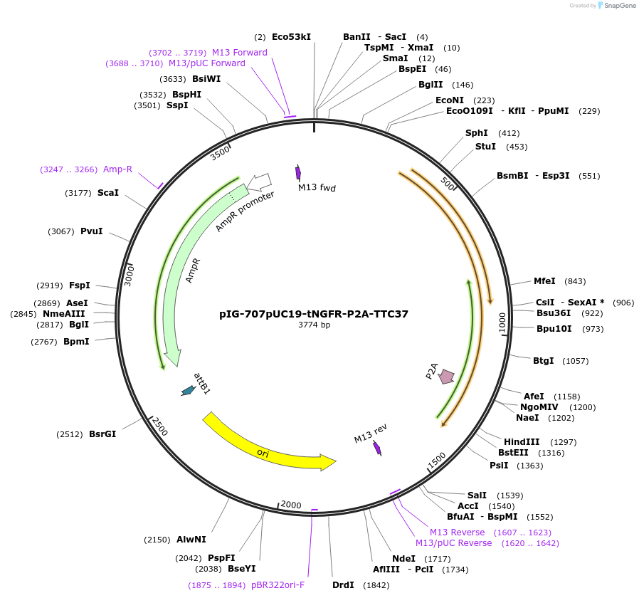186122-plasmid-map-sequence-id-367832