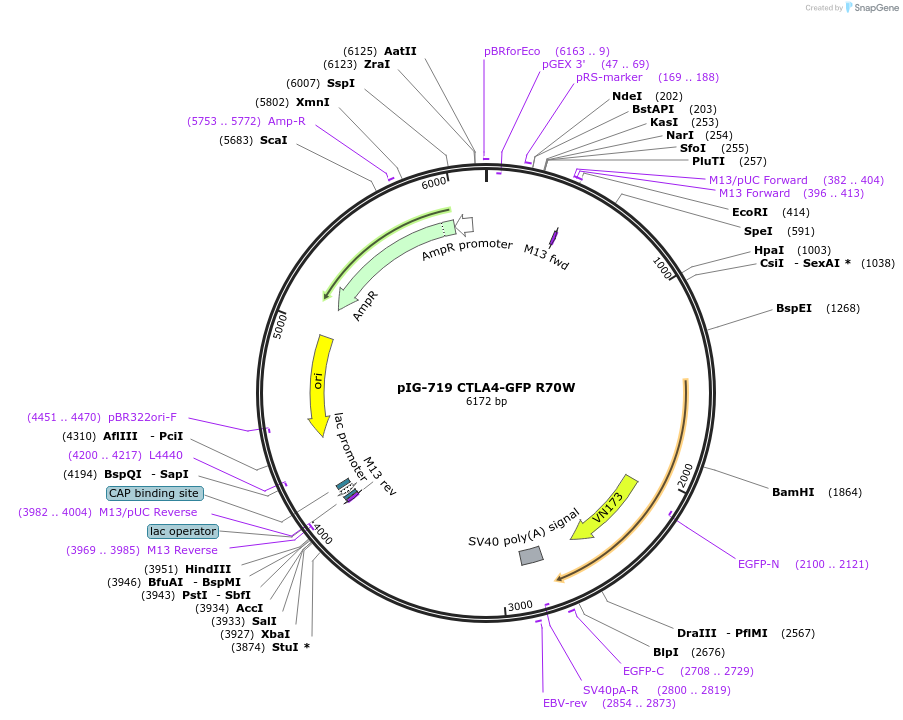 186124-plasmid-map-sequence-id-367837