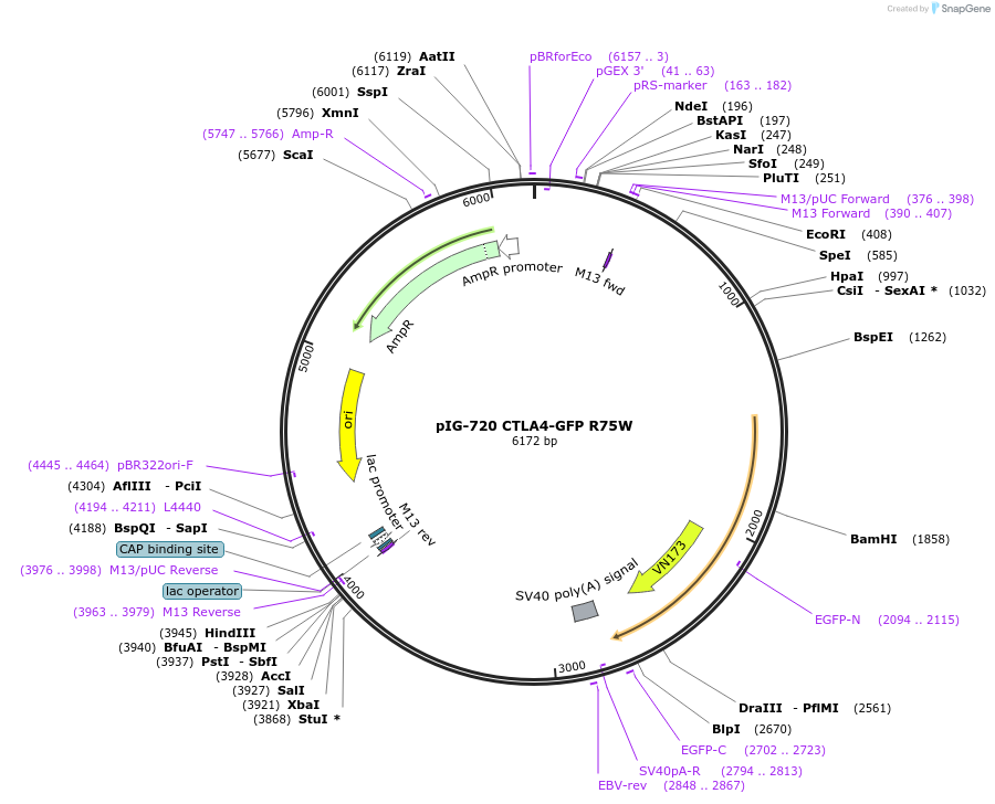186125-plasmid-map-sequence-id-367840