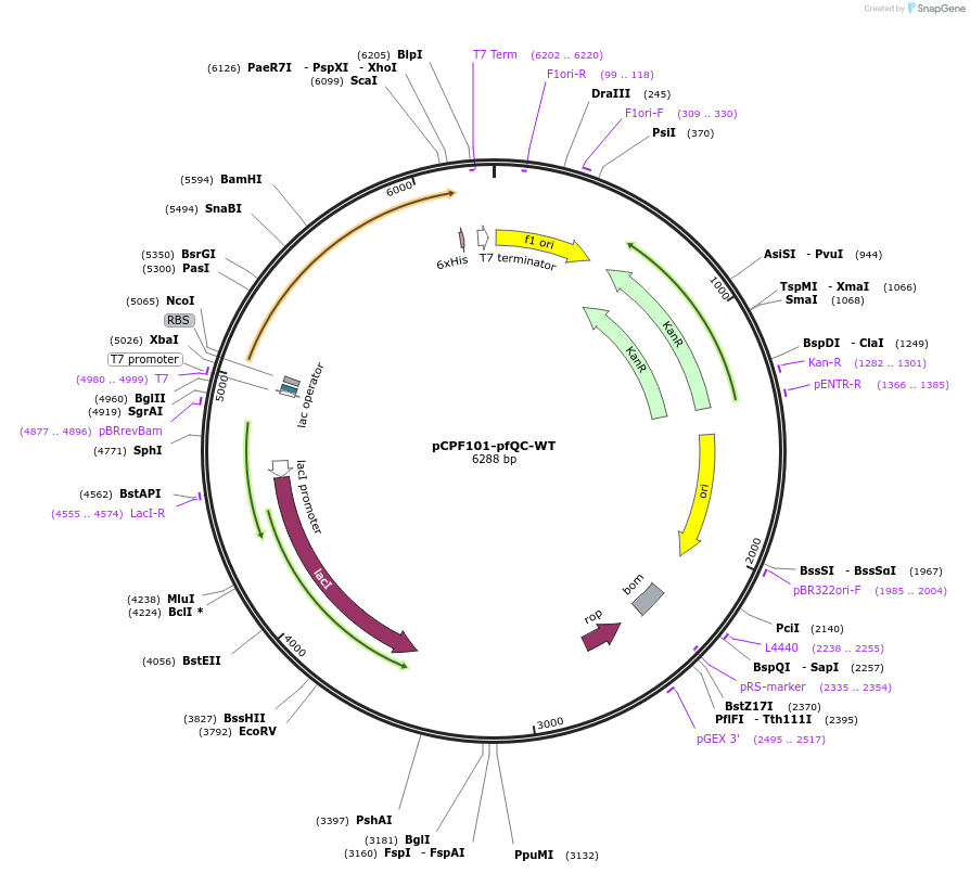 184877-plasmid-map-sequence-id-367841