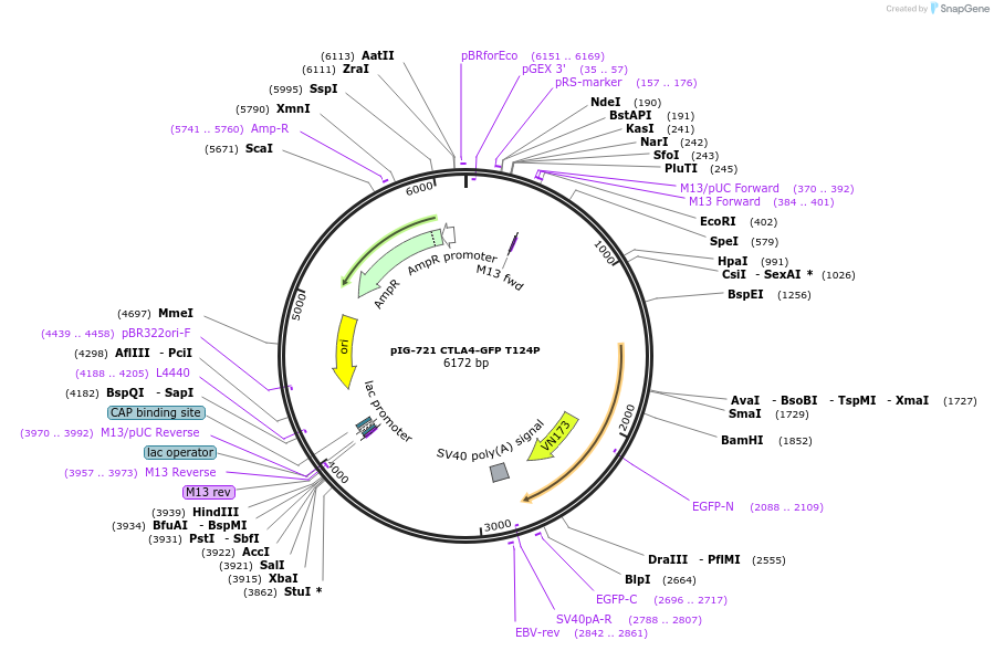 186126-plasmid-map-sequence-id-367844