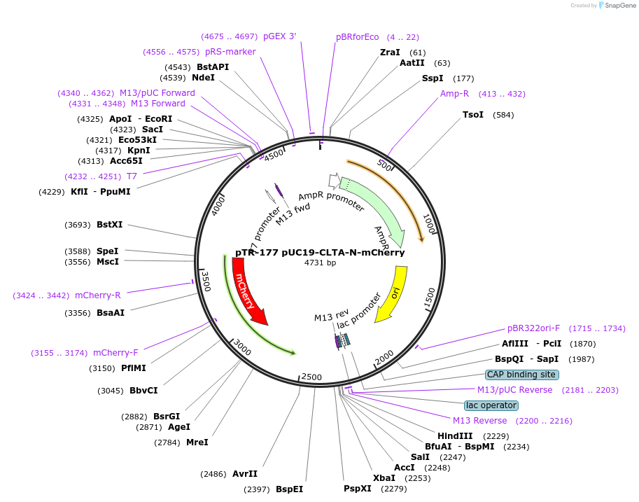 186128-plasmid-map-sequence-id-367847