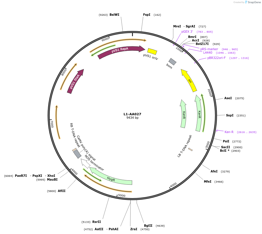 185752-plasmid-map-sequence-id-367857