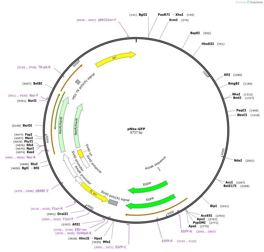 45497-plasmid-map-sequence-id-367860