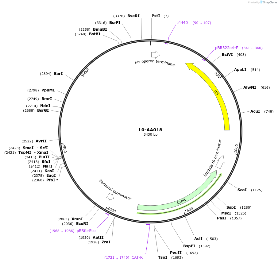 185753-plasmid-map-sequence-id-367863