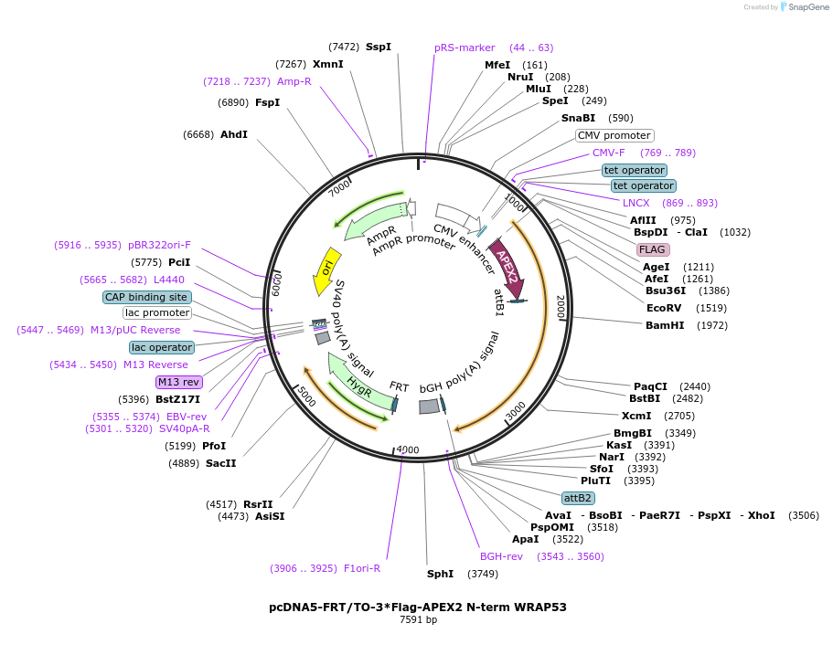 187578-plasmid-map-sequence-id-367864