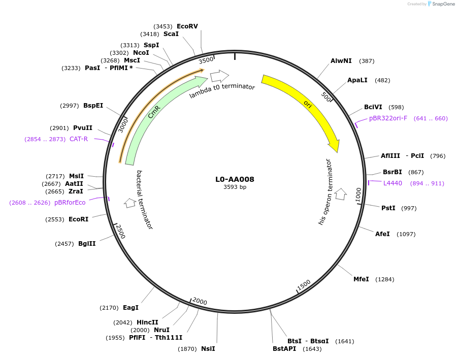 185754-plasmid-map-sequence-id-367893