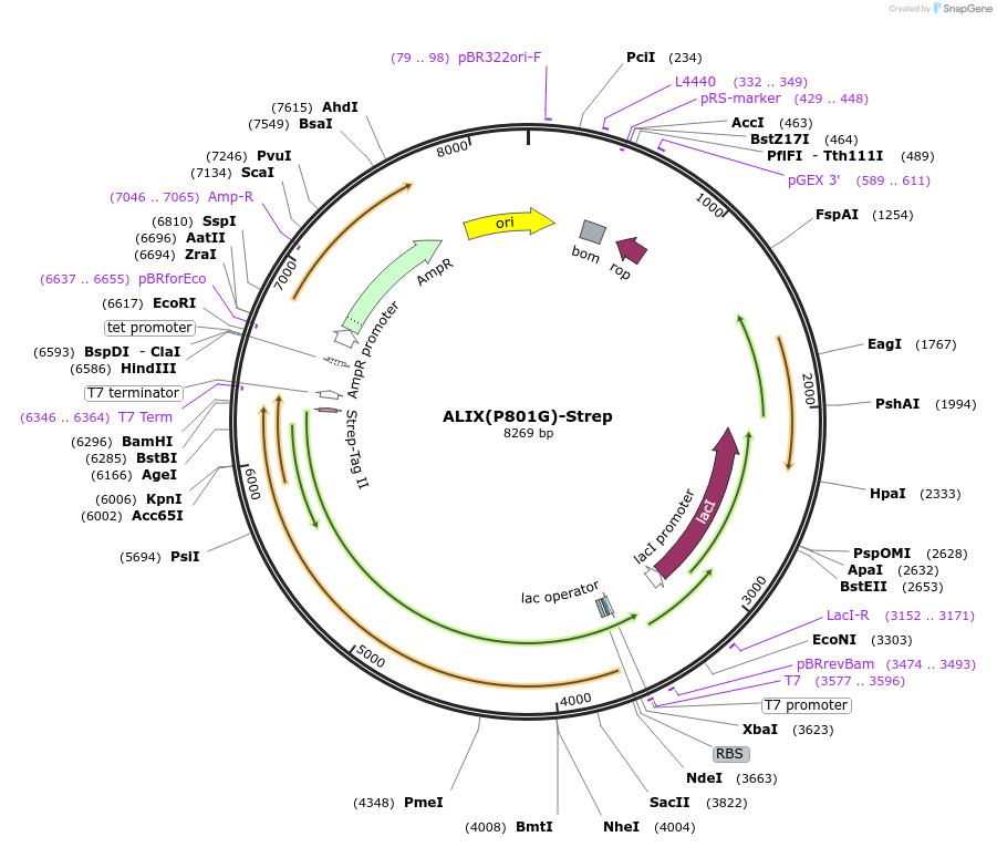 180024-plasmid-map-sequence-id-367897