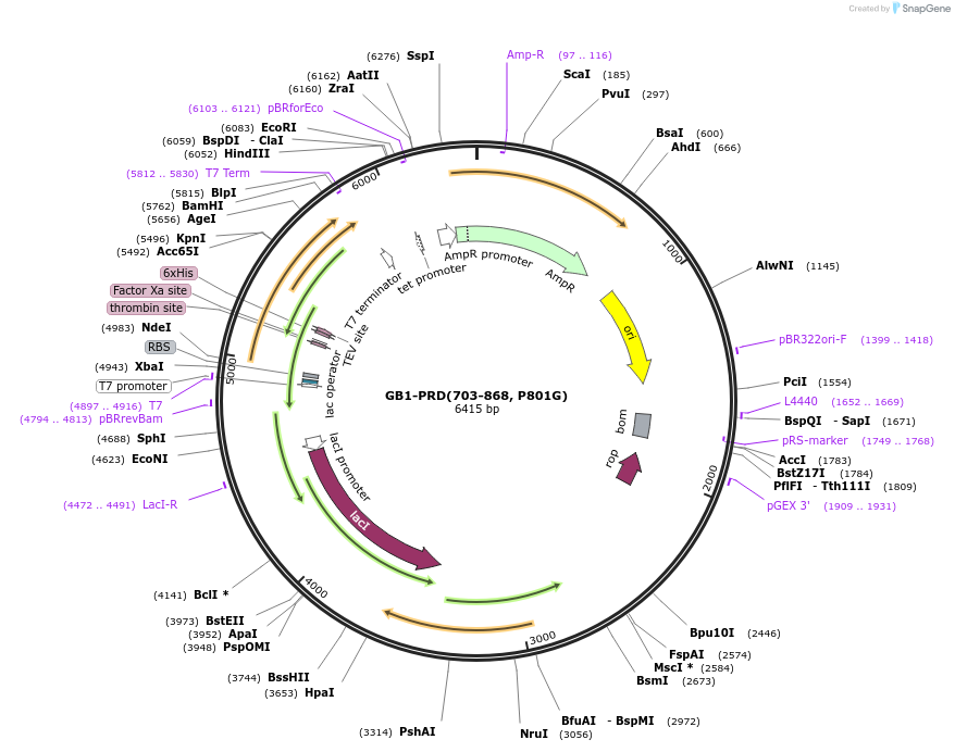 180029-plasmid-map-sequence-id-367901