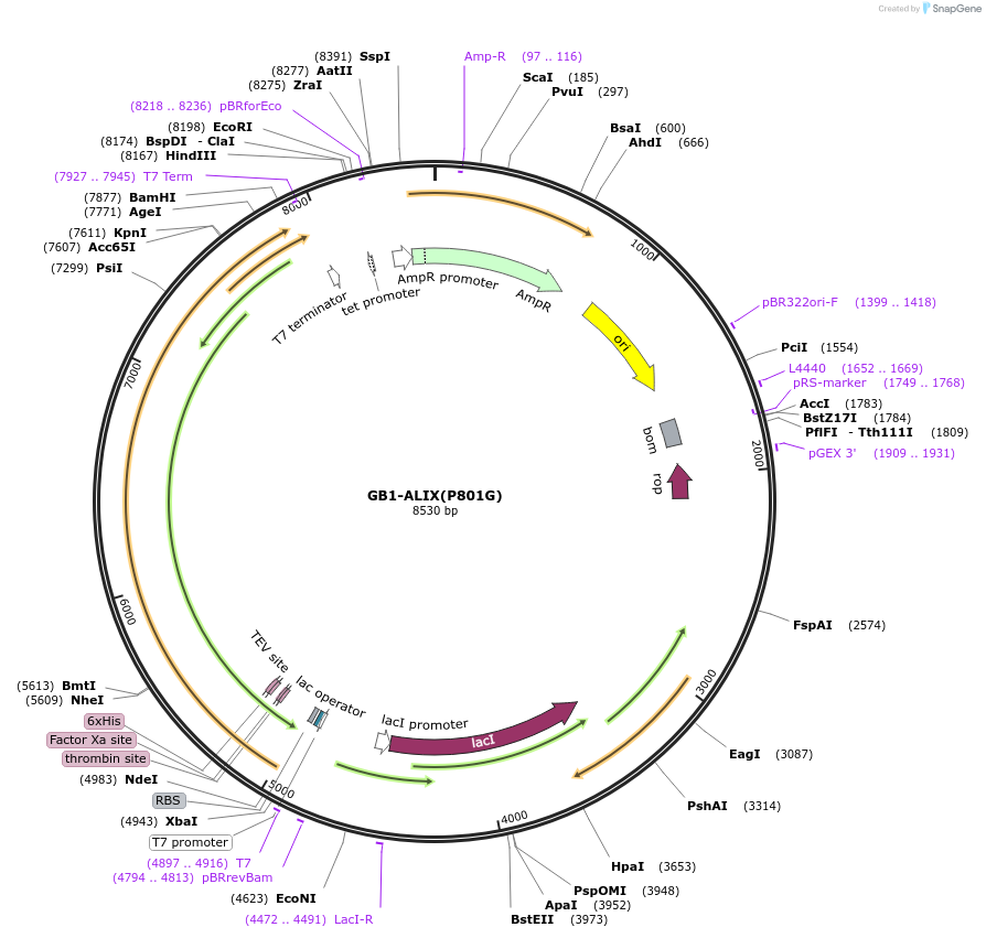 180025-plasmid-map-sequence-id-367904
