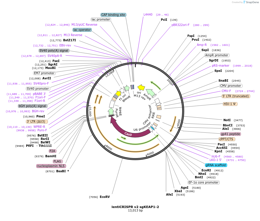 186459-plasmid-map-sequence-id-367906