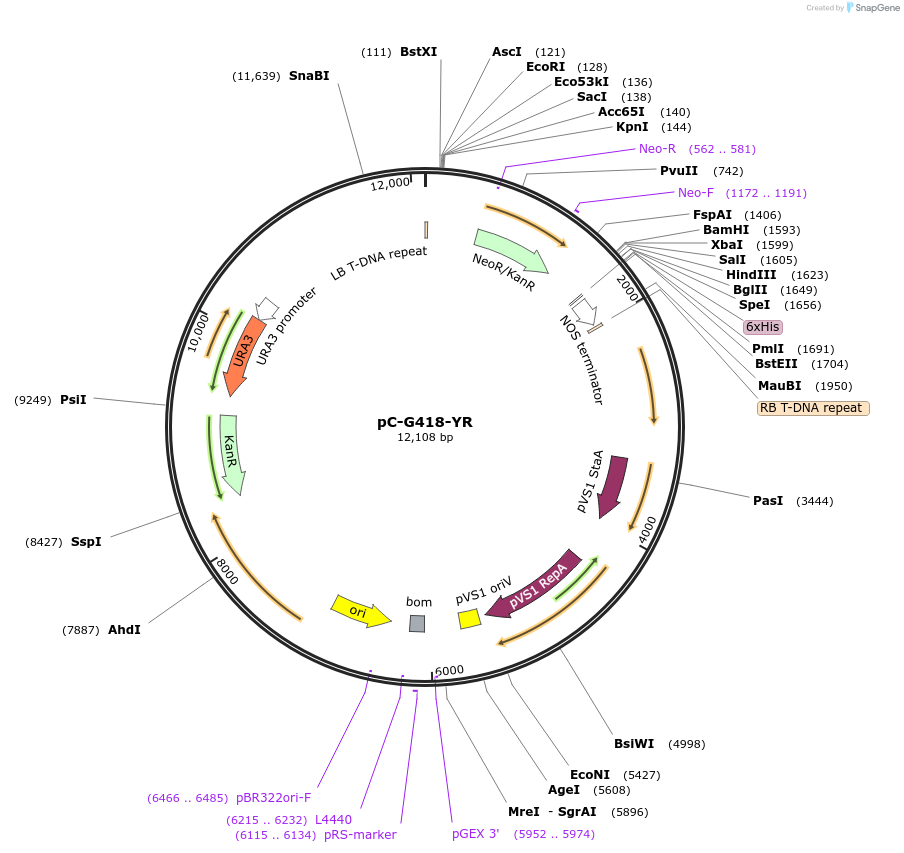 61767-plasmid-map-sequence-id-367929