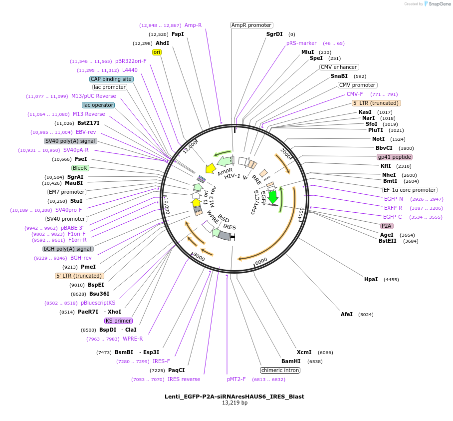 182887-plasmid-map-sequence-id-367932