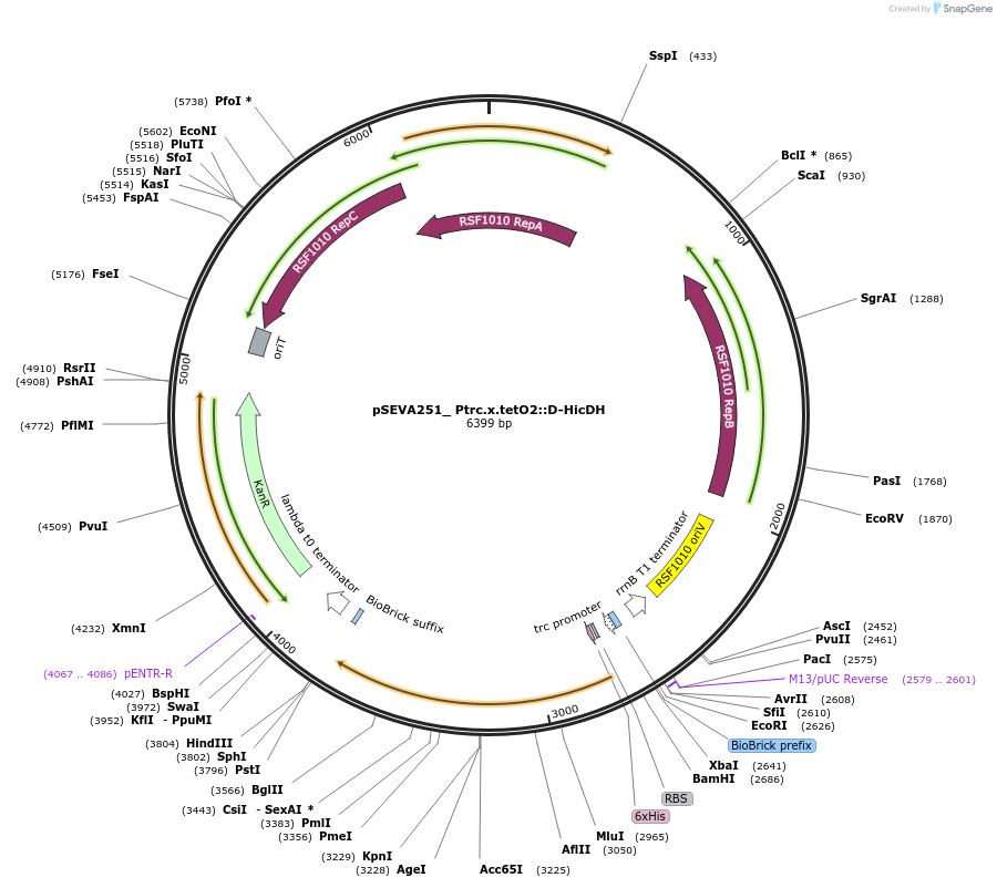 185456-plasmid-map-sequence-id-367933