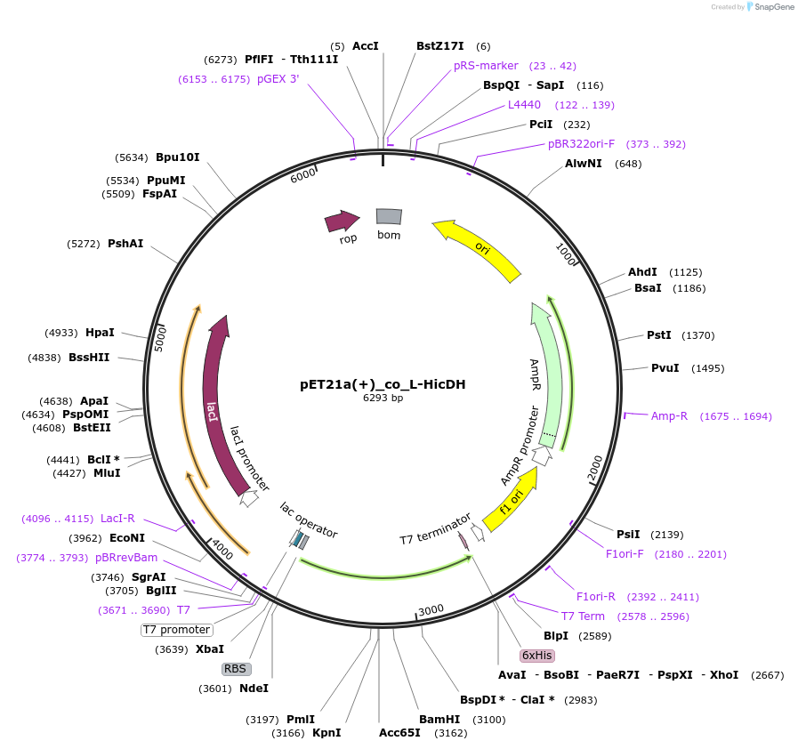 185453-plasmid-map-sequence-id-367935