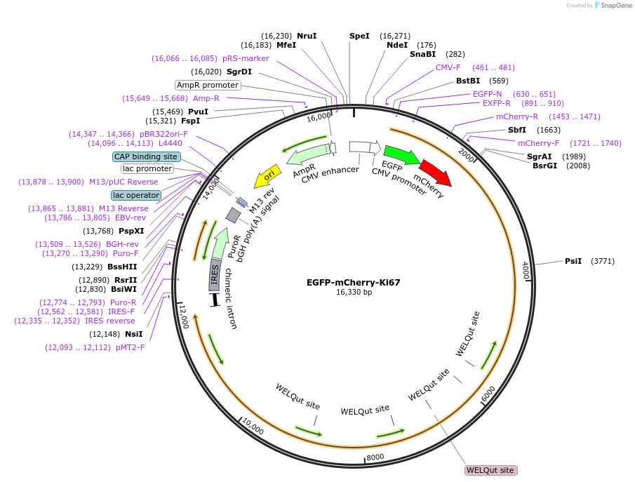 183750-plasmid-map-sequence-id-367936