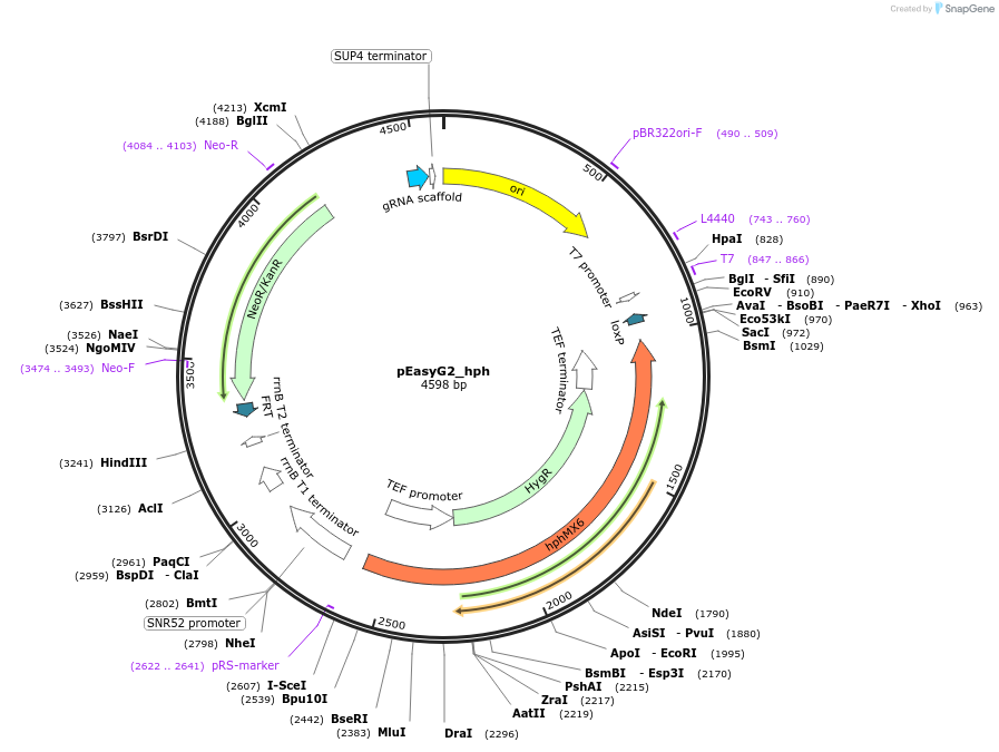 184915-plasmid-map-sequence-id-367948
