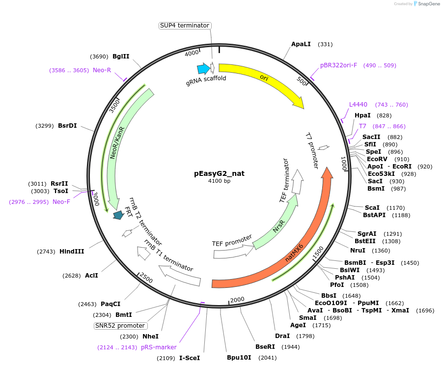 184914-plasmid-map-sequence-id-367949