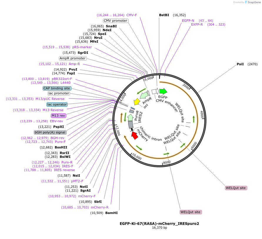 182921-plasmid-map-sequence-id-367959