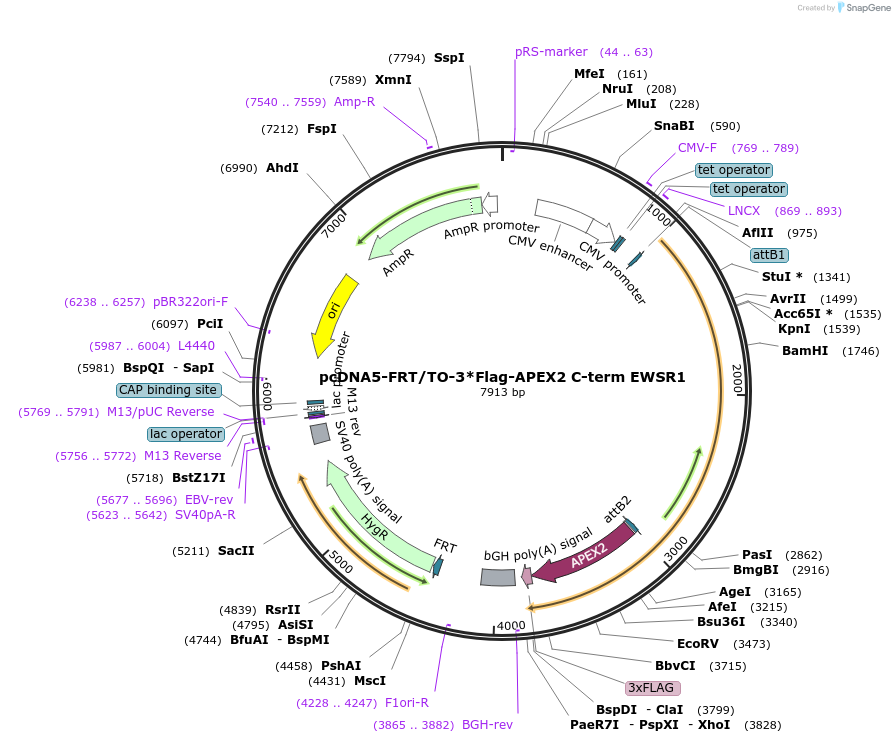 187586-plasmid-map-sequence-id-367961