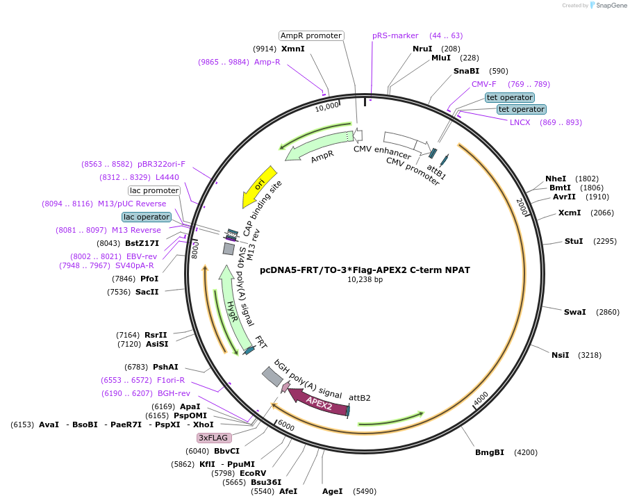 187585-plasmid-map-sequence-id-367968