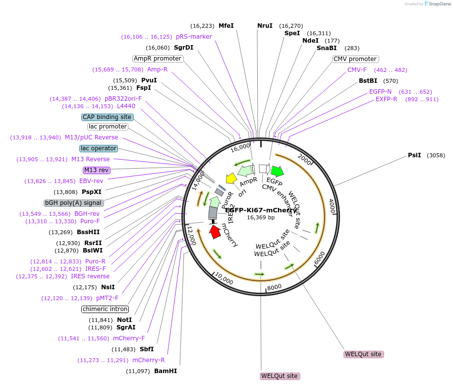 183748-plasmid-map-sequence-id-367973