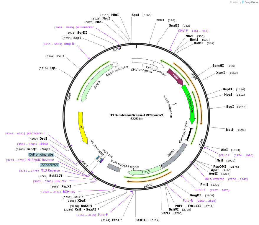 183745-plasmid-map-sequence-id-367981