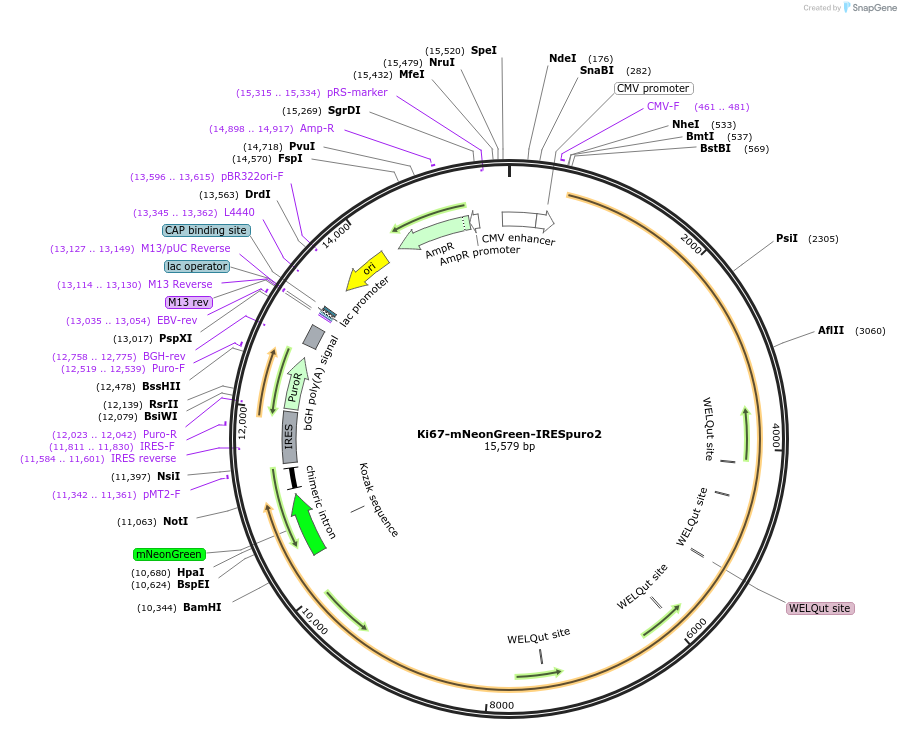 183737-plasmid-map-sequence-id-367985