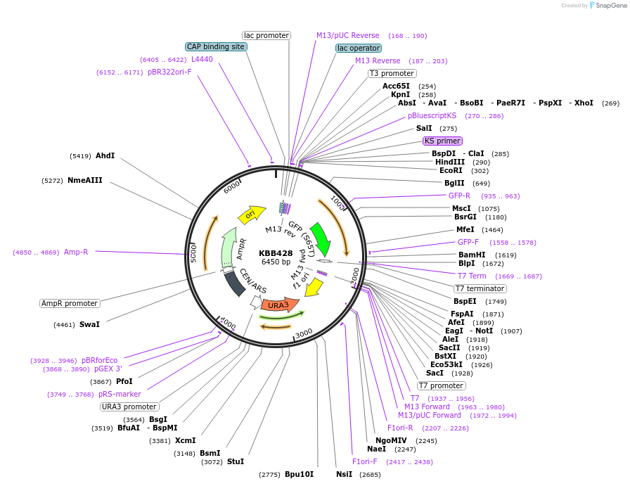 185090-plasmid-map-sequence-id-367998