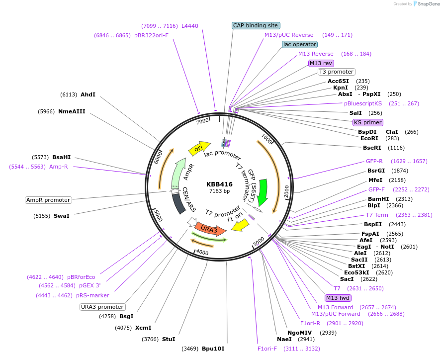 185087-plasmid-map-sequence-id-368000
