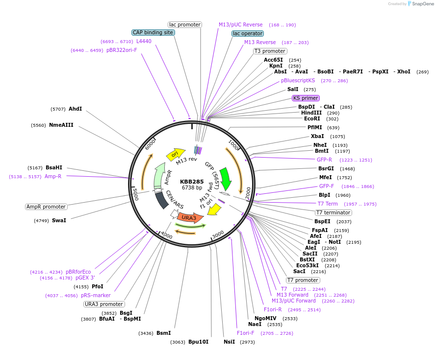 185076-plasmid-map-sequence-id-368001