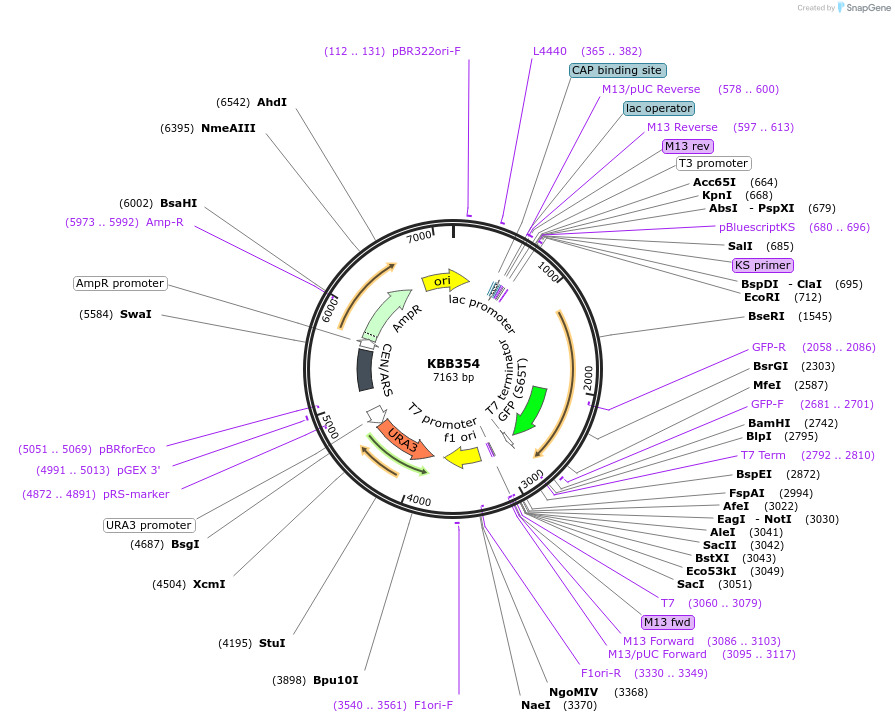 185082-plasmid-map-sequence-id-368002